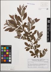 Foto von Salix cinerea L.